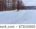 雪地裡的哈士奇 2 87830800