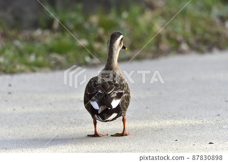 Ducks walking on the road in the park Ducks walking on the road in the park 87830898