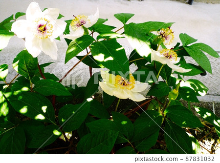 山牡丹白牡丹花 87831032