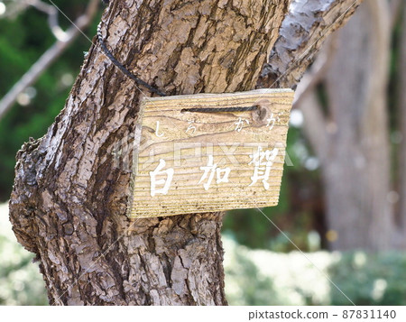 梅樹白加賀名牌 梅樹白加賀名牌 87831140
