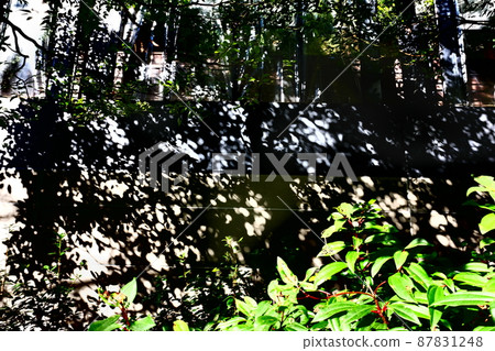 Approaching shadows 87831248