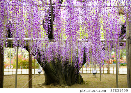 [Ashikaga City, Tochigi Prefecture] Ashikaga Flower Park 87831499