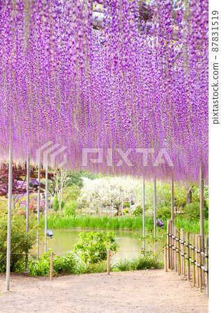 [Ashikaga City, Tochigi Prefecture] Ashikaga Flower Park 87831519