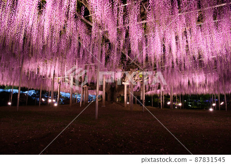 [Ashikaga City, Tochigi Prefecture] Ashikaga Flower Park 87831545