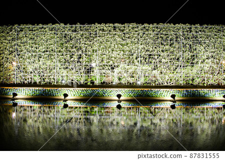 [Ashikaga City, Tochigi Prefecture] Ashikaga Flower Park 87831555