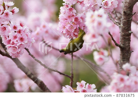 Sakura and mezzo Sakura and mezzo 87831675