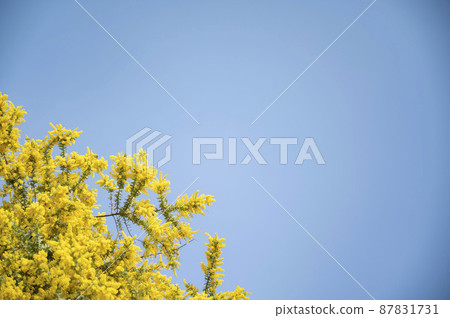 Mimosa and blue sky 87831731