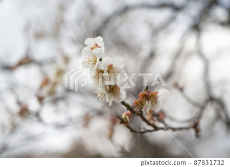white plum blossom white plum blossom 87831732
