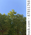 Spring fresh green 87831768