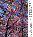 Kawazu cherry tree in full bloom and blue sky 87831774