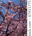 Kawazu cherry tree in full bloom and blue sky 87831775