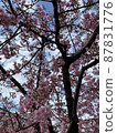 Kawazu cherry tree in full bloom and blue sky 87831776