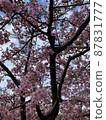 Kawazu cherry tree in full bloom and blue sky 87831777