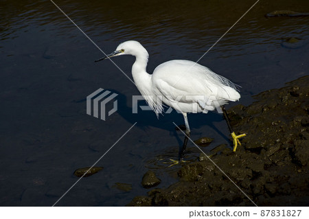 Little egret walking in the river looking for small fish 87831827