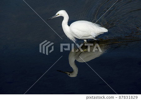 Little egret walking in the river looking for small fish 87831829