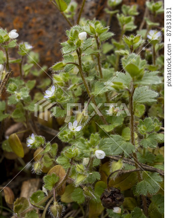 Primrose flower 87831831