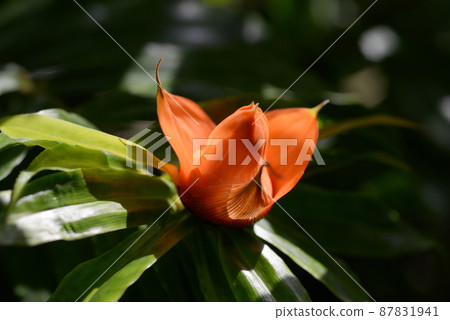 Freyquinia Murifuforora Freyquinia Murifuforora 87831941