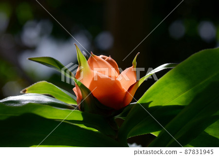 Freyquinia Murifuforora Freyquinia Murifuforora 87831945