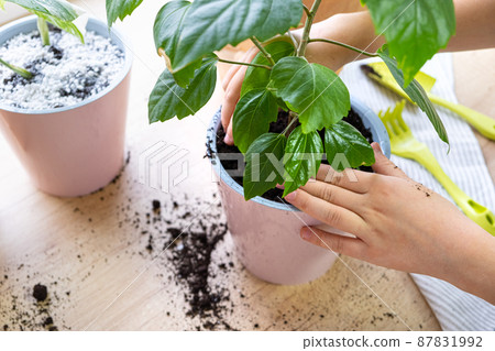 Process of planting hibiscus houseplant in pink plastic pot by gardener at home, closeup. Eco, plant care concept. Hands of child busy transplanting indoor plant. Process of planting hibiscus houseplant in pink plastic pot by gardener at home, closeup. Eco, plant care concept. Hands of child busy transplanting indoor plant. 87831992