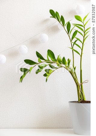 Beautiful green houseplant Zamioculcas in white pot on shelf, on white background. Plants in interior. Vertical poster in white and green colors with copy space. Zamioculcas zamiifolia. Beautiful green houseplant Zamioculcas in white pot on shelf, on white background. Plants in interior. Vertical poster in white and green colors with copy space. Zamioculcas zamiifolia. 87832087