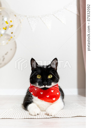 Portrait of gorgeous black cat with white mustache and paws in red bandana, lying and looking at camera in room decorated for Pet birthday. Vertical poster with a cat on a light background. 87832092