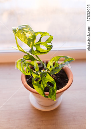 Monstera monkey mask plant in ceramic flower pot illuminated by evening light on the window. Monstera Obliqua or Monstera adansonii. Beautiful vertical poster with liana with carved leaves. 87832093