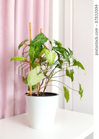 Potted Houseplant syngonium podophyllum on table, pink fabric curtain with drapery. Air purifier. Plant home interior decoration. Bamboo support. 87832094