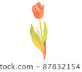 Tulip 87832154