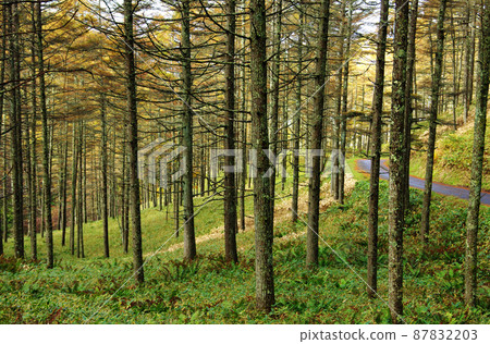 高原高原和懸崖野友路線上的卡拉松林 高原高原和懸崖野友路線上的卡拉松林 87832203
