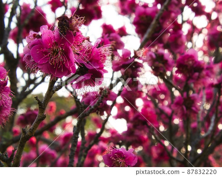 紫梅花 87832220