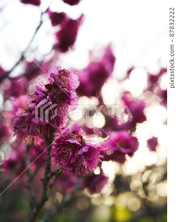 紫梅花 紫梅花 87832222