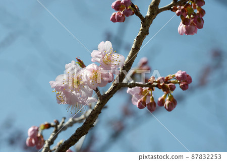 Karamizakura Karafune 87832253