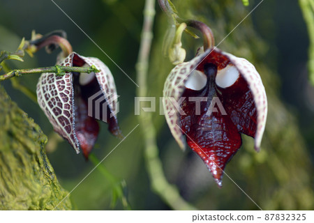 Aristrokia · Salva Drensis Aristrokia · Salva Drensis 87832325