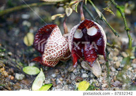 Aristrokia·Salva Drensis 87832342
