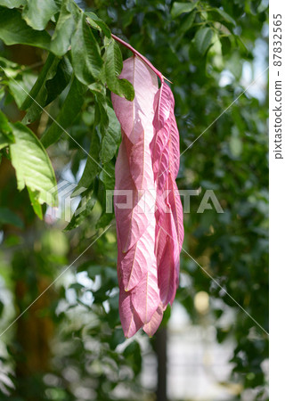 Young leaves of Saraka Thai bingensis Young leaves of Saraka Thai bingensis 87832565