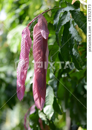 Saraka Thai bingensis 的幼葉 87832573