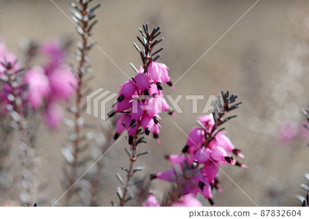 Janome Erika 87832604