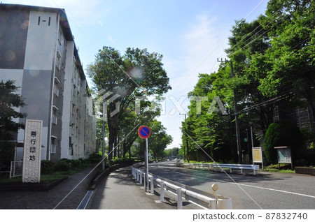 神奈川縣藤澤市曾行團地和鮮綠櫸樹街 神奈川縣藤澤市曾行團地和鮮綠櫸樹街 87832740