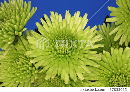 Green Chrysanthemum Bouquet outdoors on Grass With Blue Sky in Background 87833055