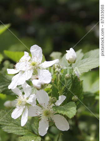 Blackberry Vine With Blossoms on Organic Farm Blackberry Vine With Blossoms on Organic Farm 87833088