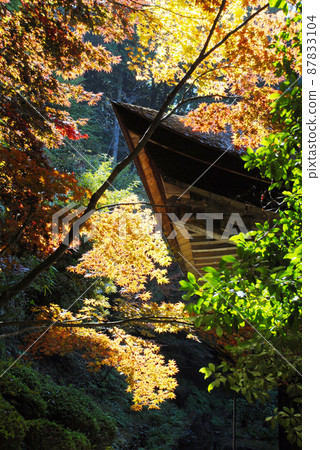 Autumn leaves of Kongorin-ji Temple in the precincts of Echi-gun, Shiga Prefecture 87833104