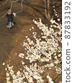 Cute white plum blossom 87833192