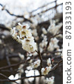 Cute white plum blossom 87833193