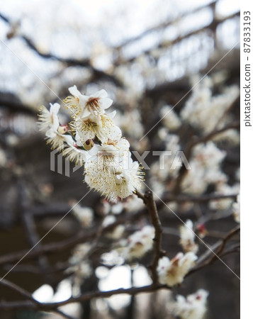Cute white plum blossom Cute white plum blossom 87833193