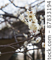 Cute white plum blossom 87833194