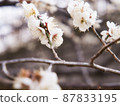 Cute white plum blossom 87833195