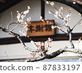 Cute white plum blossom 87833197