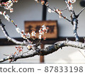 Cute white plum blossom 87833198
