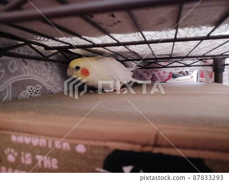 好奇 ♪ 一隻手持鸚鵡探索狹窄空間 好奇 ♪ 一隻手持鸚鵡探索狹窄空間 87833293