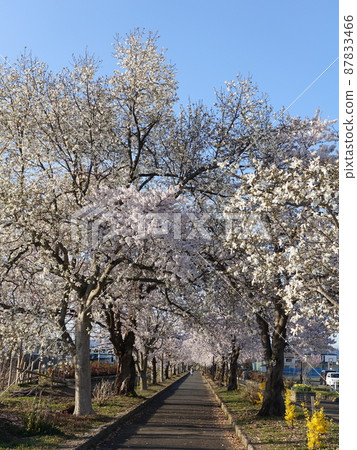 Cherry blossoms in full bloom Sakura Sakura Mahoroba no Ryokudo 87833466
